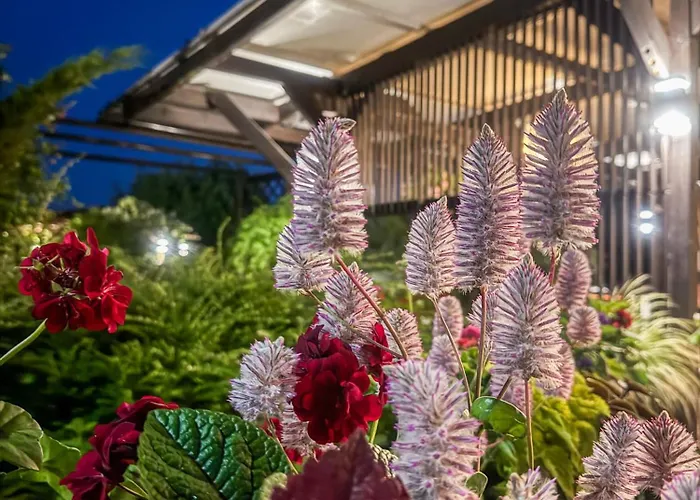 Szumi * コウォブジェク